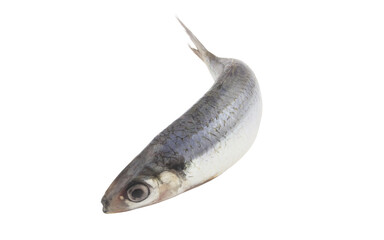 Obraz premium Herring fish isolated on white background