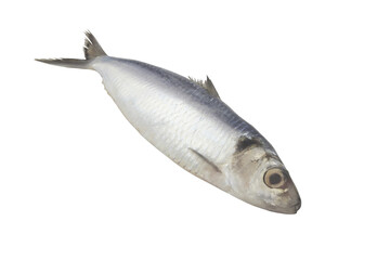 Whole herring fish isolated on white background
