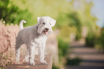 white schnauzer
