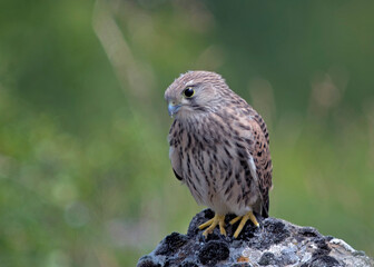 Juvenile Kestrel (Falco tinnunculus), Greece