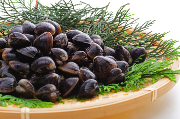 竹ざるに盛った新鮮なシジミ