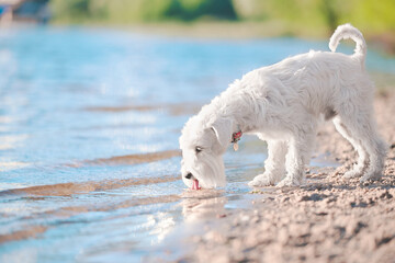 white schnauzer drink water on the beach