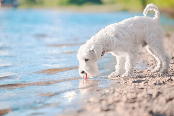 white schnauzer drink water on the beach