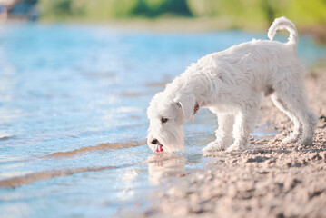 white schnauzer drink water on the beach