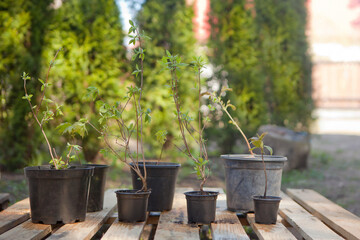 potted maple seedlings. Row of young maple trees in plastic pots. Seedling trees in plant nursery.