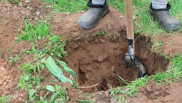 A man digs a hole for planting a tree with a shovel close-up. Cultivation of fruit trees, spring work in the garden. The concept of agricultural work in the country and the farm. UHD 4K.