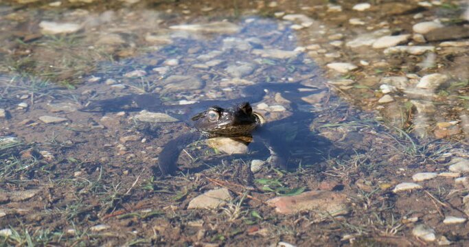 Frog inside of the lake. Quiet frog in the sun on crystal clear water. Animals. 

