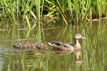 Obraz premium Entenküken folgen Entenmama