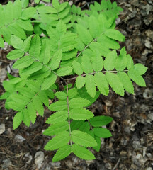 green fern leaves, brown fround, summer photo