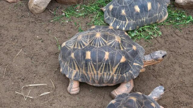 Madagascar tortoise (Pyxis arachnoides) .Tortoises eat grass