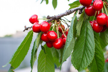 ripe cherries on a branch with leaves