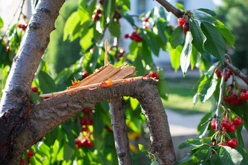 broken cherry branch from the wind and the weight of the berries