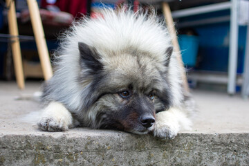 portrait of a Keeshond that lies on a concrete path