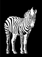 Fototapeta na wymiar Vector zebra standing isolated on black background,graphical sketch