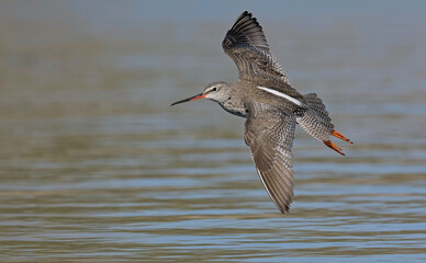 Spotted Redshank (Tringa erythropus), Crete