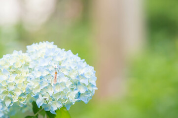 京都 大原三千院の鮮やかな紫陽花