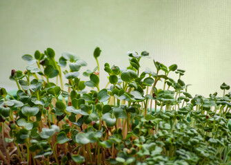 Fototapeta na wymiar micro greens superfood plant health