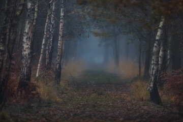 Autumn forest in the fog