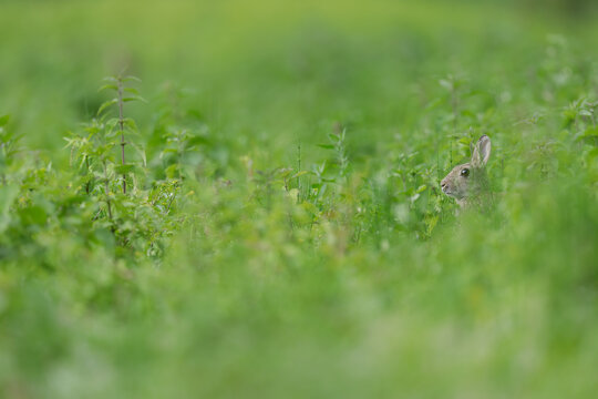 Rabbit in grass.
