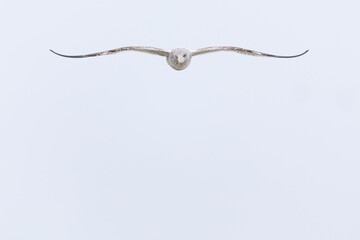 Fototapeta premium Herringgull