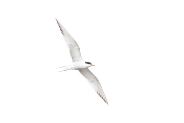 Common Tern in flight.