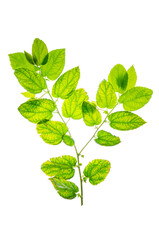 green plant leaf on branch stick white background