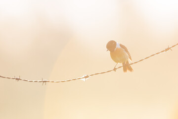 European stonechat on a barbed wire.