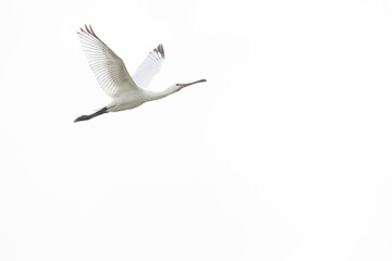 Eurasian Spoonbill in flight