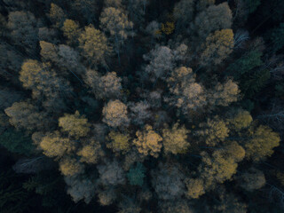 Forest from above.