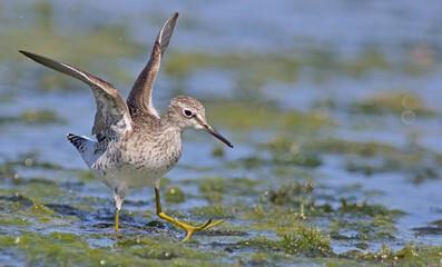 Wood Sandpiper - Tringa glareola, Crete
