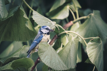 Vogel