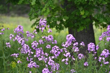 Landscape with tall pink flowers in a clearing near the forest on a spring day outdoors. Flowering of the evening or night violet.