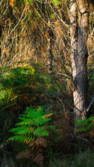 Pins landais, dans la forêt des Landes de Gascogne