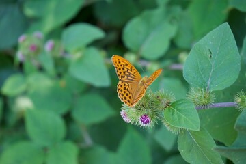 butterfly on flower