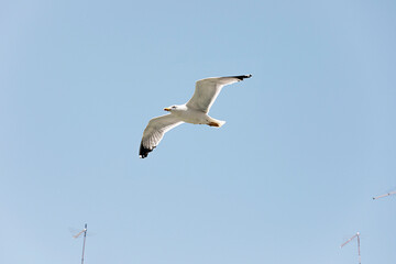 Fototapeta na wymiar Seagull with spread wings on blue sky close-up. White sea bird flying.