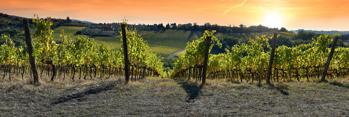 Beautiful vineyards at sunset in the Chianti Classico region near Greve in Chianti. Italy