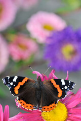 Fototapeta premium Closeup of Vanessa atalanta, the Red Admiral butterfly on garden flower