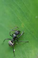 ant on leaf