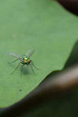 fly on leaf