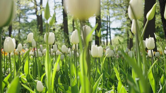 White tulips with green leaves grow against blurred lush trees in city park on sunny day. Beautiful flowers bloom in spring extreme close view