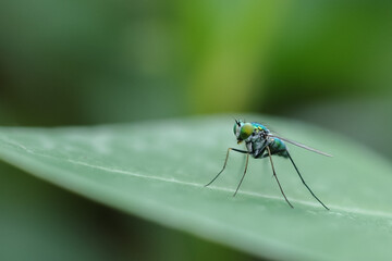 fly on leaf