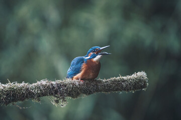 Eisvogel, kingfisher