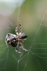 spider on a web