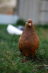 A lovely red curious pigeon stands on the grass and looks at the camera. Close-up.
