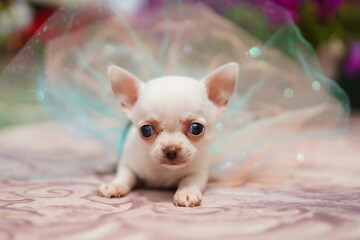 A cute, small, frightened chihuahua puppy sits on a sunbed looking forward in a summer, sunny afternoon against a green, floral garden. Close-up