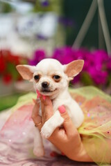 A cute, funny, happy white chihuahua puppy sits in the hands of a girl in summer, sunny afternoon against the background of a green, floral garden. Close-up