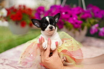 A cute, funny black and white chihuahua puppy in a festive dress sits in the hands of a girl, on a summer, sunny day against the background of a green, floral garden. Close-up