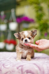 Fototapeta na wymiar Cute, fluffy, a chihuahua puppy sits on a table with his head on the girl's hand, on a summer, sunny day against the background of a green, floral garden. Close-up