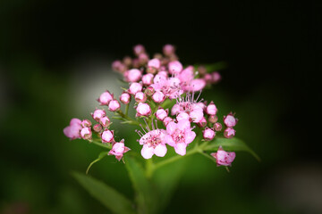 Fototapeta na wymiar A sprig of small pink flowers on a dark green blurred background.