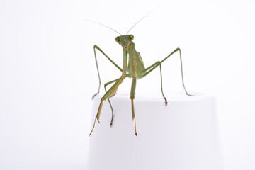 カマキリ　オオカマキリの白背景写真
胸にオレンジ色の部分がない事から、オオカマキリだと推定されます。